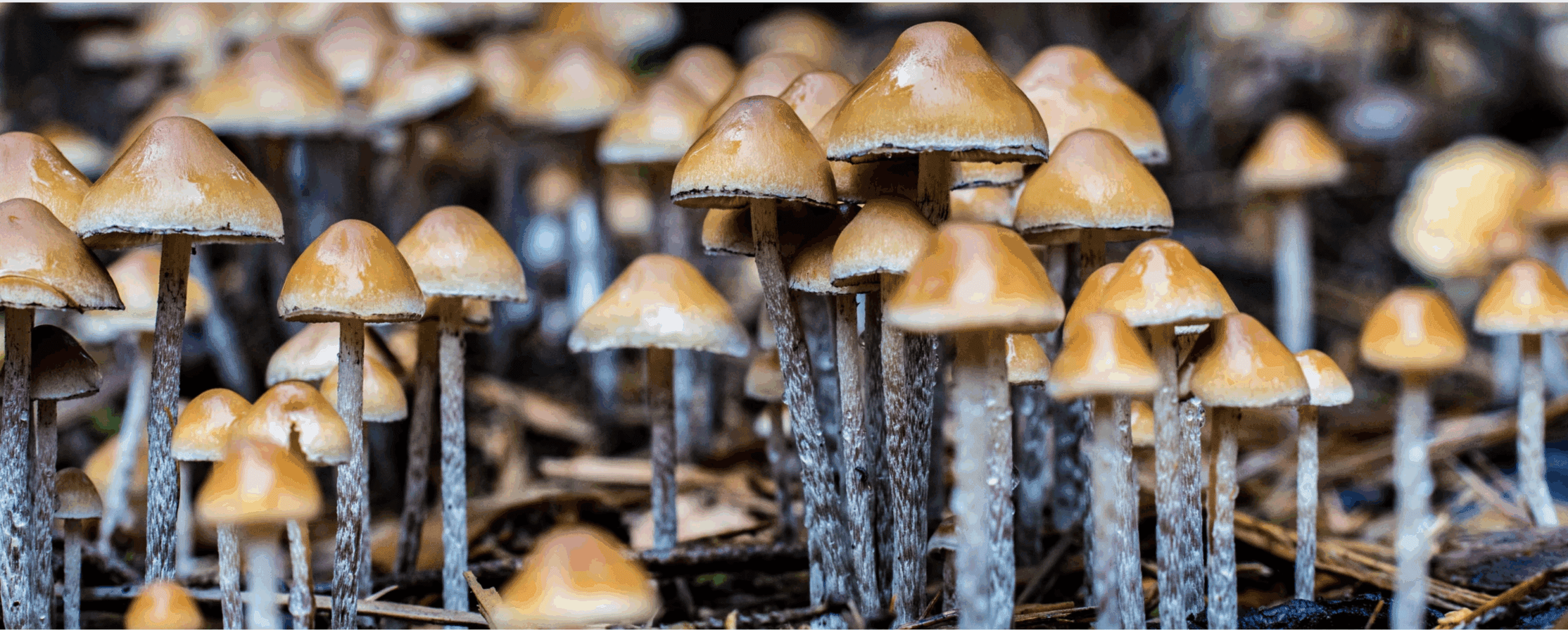 Can You Overdose on Mushrooms?